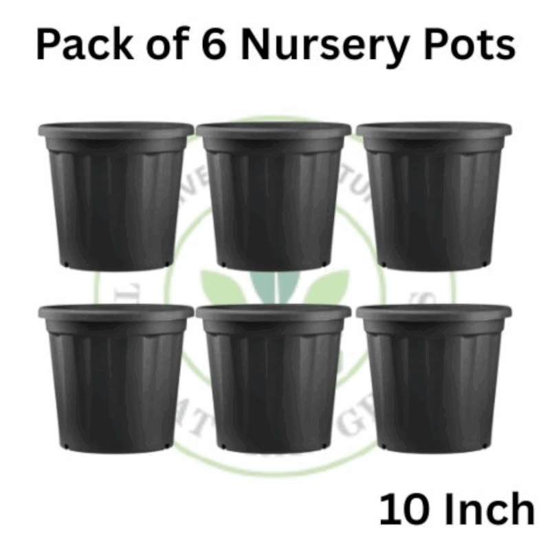 10-inch Nursery pot (Pack of 6)