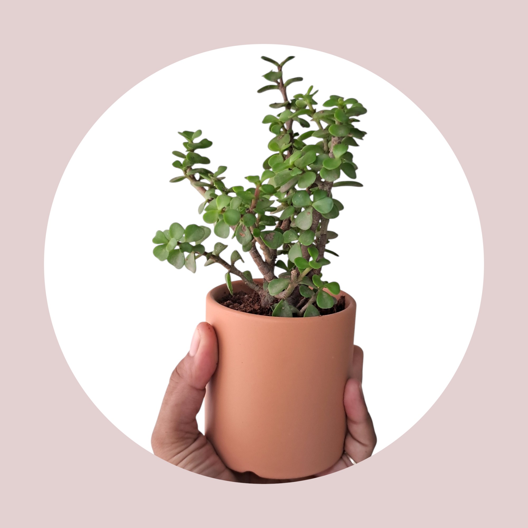 Terracotta pot with Jade plant