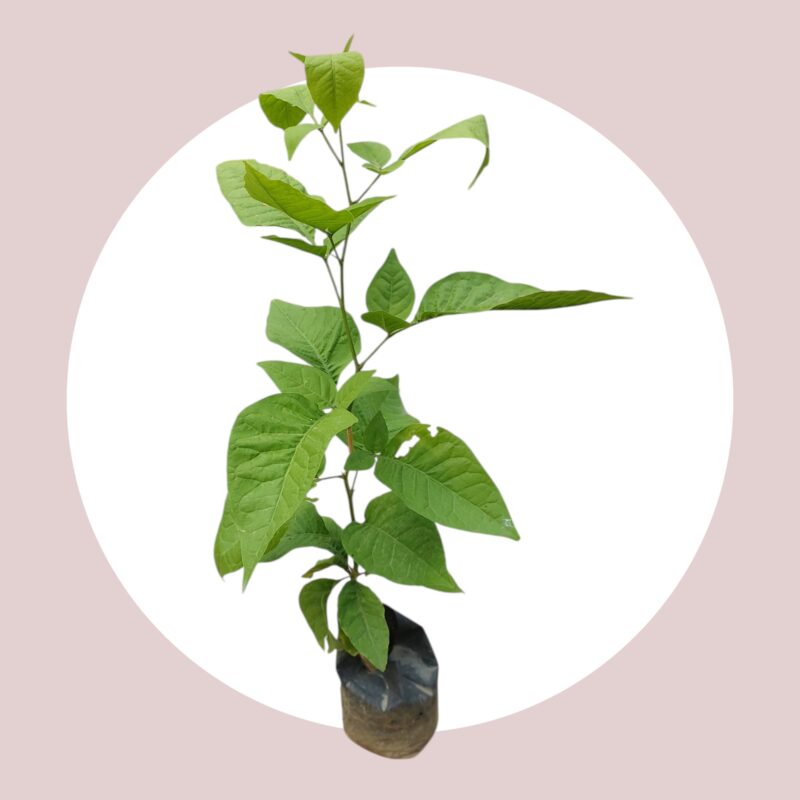 Bel Patra in poly bag