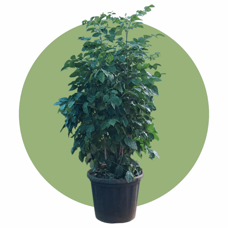 China doll Plant (Big)