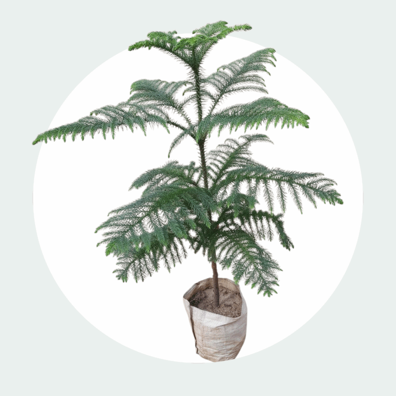 Christmas Plant in 6-inch Nursery Bag