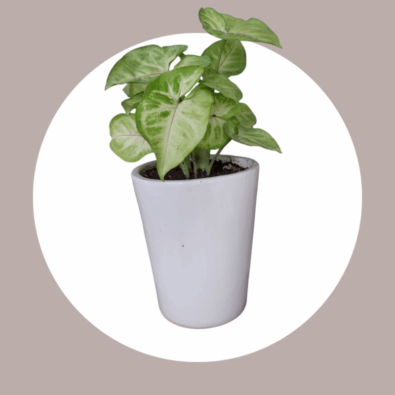 Syngonium Plant in 6 inches white Ceramic pot