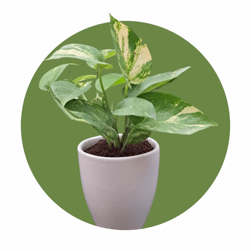 Money Plant with 5-inch Ceramic Pot