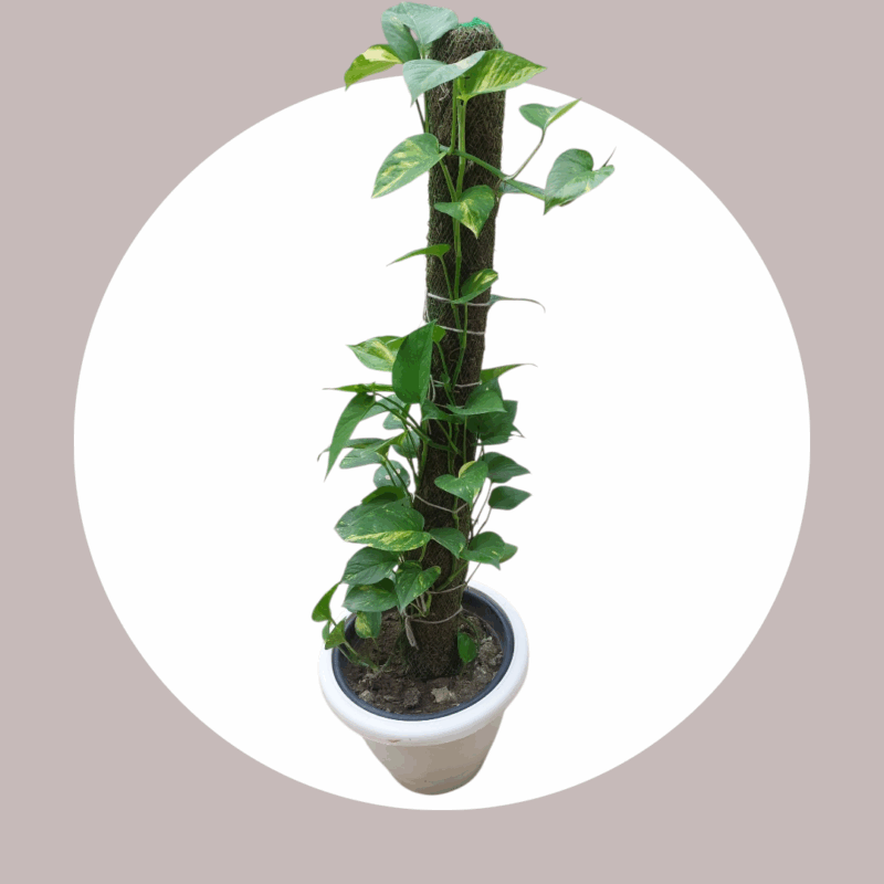Money Plant with Big Moss Stick in 12-inch White Pot