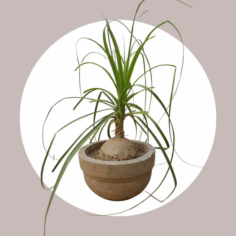 Nolina Plant in Circular Cement Pot