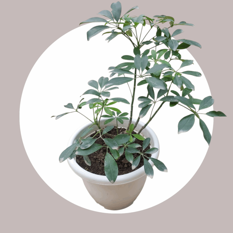 Schefflera