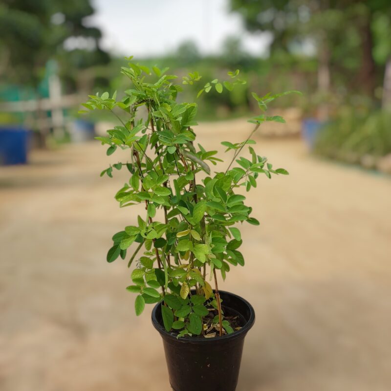 Aprajita Plant 8-inch Pot
