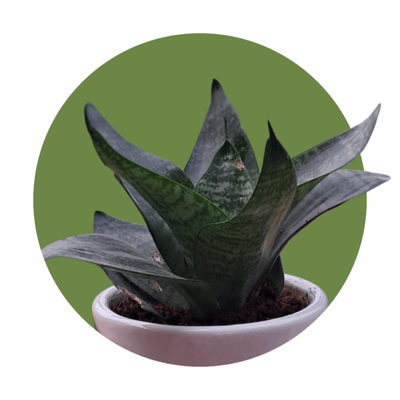 Green Snake (Dwarf) in 5-inch White Ceramic Pot