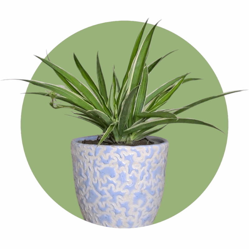 Spider Plant with 6" Ceramic Pot