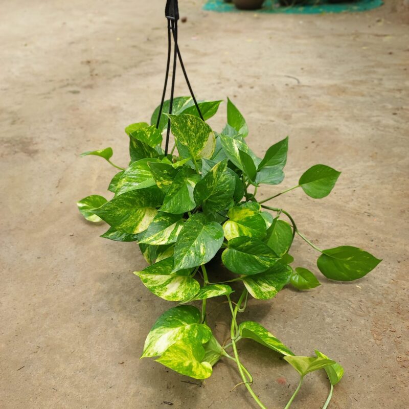 Money Plant in 8-Inch Black Hanging Basket