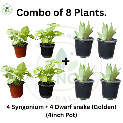 Combo of Syngonium & Golden Snake Plant (Dwarf)