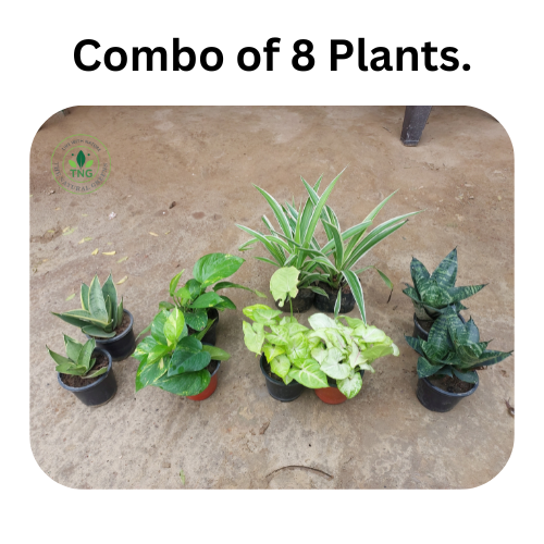 Combo of 10 Plants